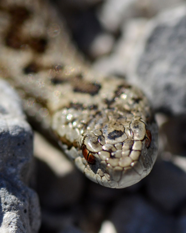 Vipera ursinii